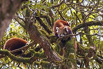 Biosphoto | 2584513 | Little Panda (Ailurus fulgens), Female with two babies in a tree, Singalila National Park, Nepal | &copy; Sylvain Cordier / Biosphoto