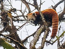 Biosphoto | 2584520 | Little Panda (Ailurus fulgens), in a tree, Singalila National Park, Nepal | &copy; Sylvain Cordier / Biosphoto