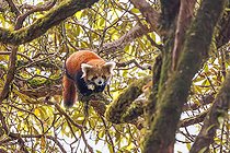 Biosphoto | 2584511 | Little Panda (Ailurus fulgens), One baby in a tree, mother just near by in a tree, Singalila National Park, Nepal | &copy; Sylvain Cordier / Biosphoto