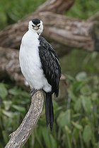 Biosphoto | 1247192 | Little Pied Cormorant Villars les Dombes Ain France | &copy; Jean-François Noblet / Biosphoto