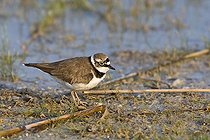 Biosphoto | 1494099 | Little Ringed Plover (Charadrius dubius), Apetlon, Burgenland, Austria, Europe | &copy; Herbert Kratky / imageBROKER / Biosphoto