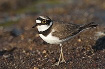 Biosphoto | 1610371 | Little Ringed Plover (Charadrius dubius) | &copy; Horst Jegen / imageBROKER / Biosphoto