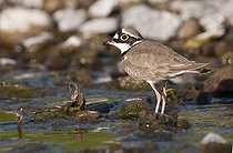 Biosphoto | 1610375 | Little Ringed Plover (Charadrius dubius) | &copy; Horst Jegen / imageBROKER / Biosphoto