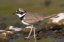 Biosphoto | 1610376 | Little Ringed Plover (Charadrius dubius) | &copy; Horst Jegen / imageBROKER / Biosphoto