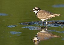 Biosphoto | 1610378 | Little Ringed Plover (Charadrius dubius) | &copy; Horst Jegen / imageBROKER / Biosphoto