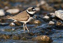 Biosphoto | 1610379 | Little Ringed Plover (Charadrius dubius) | &copy; Horst Jegen / imageBROKER / Biosphoto