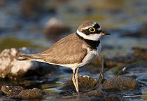 Biosphoto | 1610380 | Little Ringed Plover (Charadrius dubius) | &copy; Horst Jegen / imageBROKER / Biosphoto
