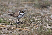Biosphoto | 1634221 | Little Ringed Plover (Charadrius dubius), bird | &copy; Thomas Goetzfried / imageBROKER / Biosphoto