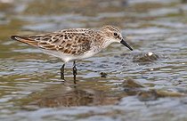 Biosphoto | 1610438 | Little Stint (Calidris minuta) | &copy; Horst Jegen / imageBROKER / Biosphoto