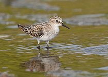 Biosphoto | 1610439 | Little Stint (Calidris minuta) | &copy; Horst Jegen / imageBROKER / Biosphoto