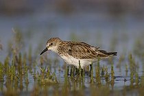 Biosphoto | 1514857 | Little Stint (Calidris minuta) in basic plumage, Danube Delta, Romania, Europe | &copy; Franz Christoph Robiller / imageBROKER / Biosphoto