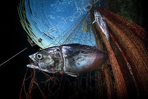 Biosphoto | 2496254 | Little Tunny (Euthynnus alletteratus) trapped in a net,,Gulf of Naples, Italy | © Pasquale Vassallo / Biosphoto