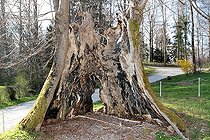 Biosphoto | 2546006 | Live lime tree, Vercel-Villedieu-le-Camp, Doubs, France | &copy; Jean-Claude Louchet / Biosphoto