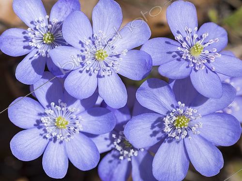 Biosphoto | 2496943 | Liverwort, also called Common Hepatica, Kidneywort, Pennywort (Hepatica nobilis or Anemone hepatica) in full bloom in the Eastern Alps of central Europe. Europe, central europe, Germany, Bavaria, April | &copy; Martin Zwick / Biosphoto