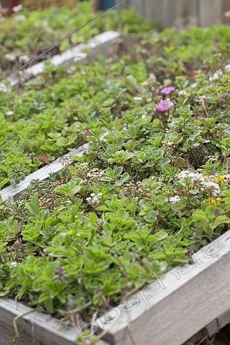Biosphoto | 2540334 | Living roof | &copy; Visions Pictures / Biosphoto