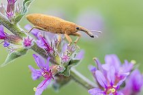 Biosphoto | 2422971 | Lixe poudreux (Lixus pulverulentus) sur une fleur, Campanie, Italie | &copy; Saverio Gatto / Biosphoto