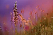 Biosphoto | 2584912 | Lizard orchid (Himantoglossum hircinum) on a dune in the Baie d'Orne at Sword Beach, Normandy, France | &copy; Christophe Perelle / Biosphoto