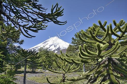 Biosphoto | 2491474 | Llaima volcano with Monkeypuzzle tree (Araucaria araucana), Conguillio National Park, IX Region of Araucania, Chile | &copy; Jean-Claude Malausa / Biosphoto