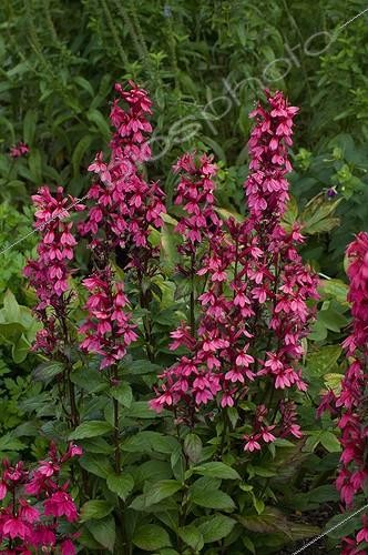 Biosphoto | 475921 | Lobelia 'Fan Deep' in bloom in a garden | &copy; Frédéric Didillon / Biosphoto