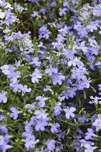 Biosphoto | 1275189 | Lobelia Laguna Trailing Sky Blue = 'Loboudtis', June | &copy; Lamontagne / Biosphoto