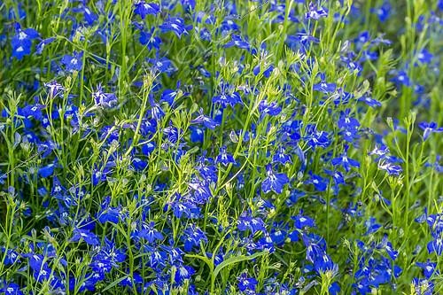 Biosphoto | 2146293 | Lobelia pendulifolia 'Saphir' | &copy; Alain Kubacsi / Biosphoto