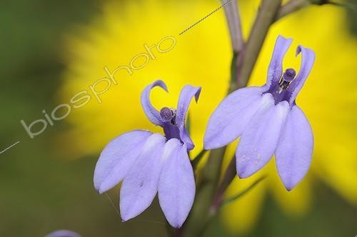 Biosphoto | 2010671 | Lobélie brûlante en fleurs  - Landes France | &copy; Michel Rauch / Biosphoto