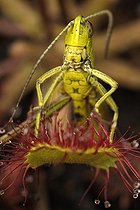 Biosphoto | 467737 | Locust trapped by a Roundleaf sundew France | &copy; Sébastien Herent / Biosphoto