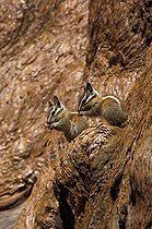 Biosphoto | 1250021 | Lodgepole Chipmunks on trunk Sequoia and Kings canyon NP USA | &copy; Daniel Heuclin / Biosphoto
