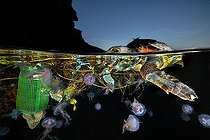 Biosphoto | 2563997 | Loggerhead sea turtle (Caretta caretta) and jellyfishes in floating wastes, Procida Island, Tyrrhenian Sea, Mediterranean Sea | &copy; Pasquale Vassallo / Biosphoto