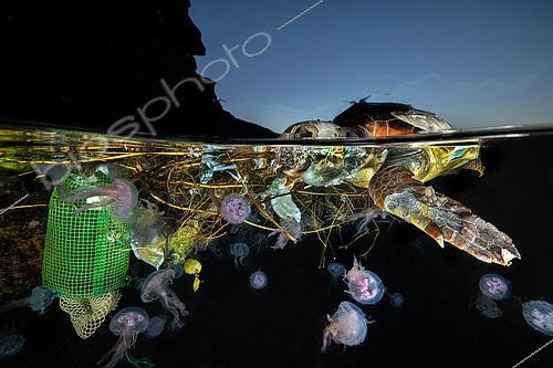 Biosphoto | 2563997 | Loggerhead sea turtle (Caretta caretta) and jellyfishes in floating wastes, Procida Island, Tyrrhenian Sea, Mediterranean Sea | &copy; Pasquale Vassallo / Biosphoto