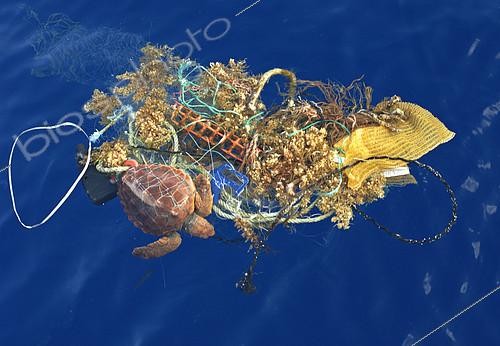 Biosphoto | 2131076 | Loggerhead sea turtle (Caretta caretta). Turtle got entangled with garbage. Many of them are dead, this one was alive. It is not a question of a local problem, is universal. Tenerife, Canary Islands. | &copy; Sergio Hanquet / Biosphoto