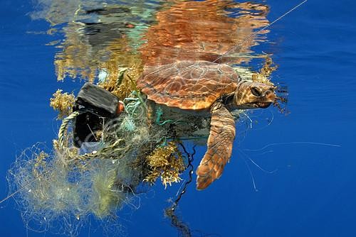 Biosphoto | 2131079 | Loggerhead sea turtle (Caretta caretta). Turtle got entangled with garbage. Many of them are dead, this one was alive. It is not a question of a local problem, is universal. Tenerife, Canary Islands. | &copy; Sergio Hanquet / Biosphoto