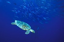 Biosphoto | 981150 | Loggerhead Sea Turtle, Ras Mohammed, Sinai, Red Sea, Egypt | &copy; Borut Furlan / WaterFrame / Biosphoto