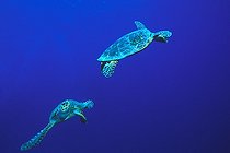 Biosphoto | 981152 | Loggerhead Sea Turtle, Ras Mohammed, Sinai, Red Sea, Egypt | &copy; Borut Furlan / WaterFrame / Biosphoto