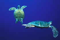 Biosphoto | 981153 | Loggerhead Sea Turtle, Ras Mohammed, Sinai, Red Sea, Egypt | &copy; Borut Furlan / WaterFrame / Biosphoto