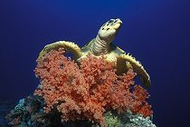 Biosphoto | 981154 | Loggerhead Sea Turtle, Ras Mohammed, Sinai, Red Sea, Egypt | &copy; Borut Furlan / WaterFrame / Biosphoto