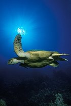 Biosphoto | 981155 | Loggerhead Sea Turtle, Ras Mohammed, Sinai, Red Sea, Egypt | &copy; Borut Furlan / WaterFrame / Biosphoto