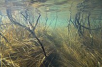Biosphoto | 1249077 | Logs and submerged grass in a bog Jura France  | &copy; Michel Loup / Biosphoto