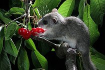 Biosphoto | 470110 | Loir gray eating red berries in Alsace | &copy; Bruno Cavignaux / Biosphoto