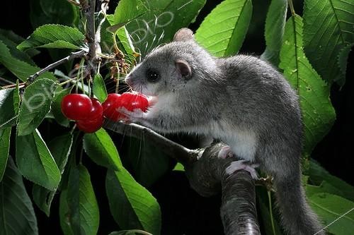 Biosphoto | 470110 | Loir gray eating red berries in Alsace | &copy; Bruno Cavignaux / Biosphoto