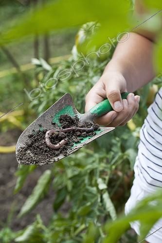 Biosphoto | 1621878 | Lombric sur un transplantoir au jardin | &copy; Gilles Le Scanff & Joëlle-Caroline Mayer / Biosphoto