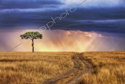 Biosphoto | 1210013 | Lone tree on the plains of the Masai Mara NR Kenya ; Tracks leading to lone tree on the plains of the Masai Mara National Reserve. Sunrays breaking through storm clouds in background. | &copy; Martin Harvey / Biosphoto