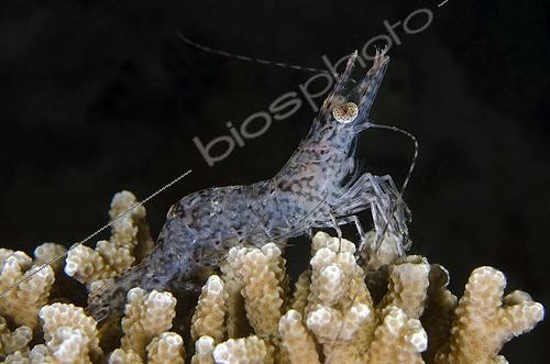 Biosphoto | 2485032 | Long Arm Prawn (Heteropenaeus longimanus) on Staghorn Coral (Acropora sp), night dive, Mimpi Channel Jetty dive site, near Menjangan Island, Buleleng Regency, Bali, Indonesia | &copy; Colin Marshall / Biosphoto