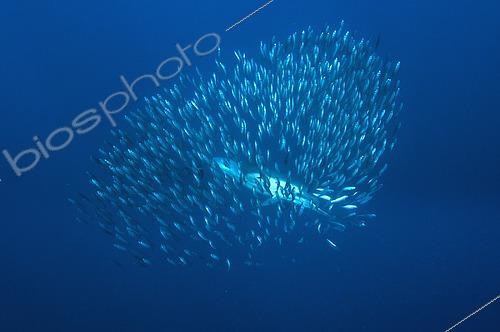 Biosphoto | 2486934 | Long-beaked Common Dolphin (Delphinus capensis) feeding inside baitball of Southern African Pilchards (Sardinops sagax), Port St. Johns, Wild Coast, Eastern Cape, Transkei, South Africa, Africa, Indian Ocean | &copy; Colin Marshall / Biosphoto