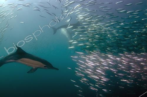 Biosphoto | 2486930 | Long-beaked Common Dolphins (Delphinus capensis) feeding on baitball of Southern African Pilchards (Sardinops sagax), Port St. Johns, Wild Coast, Eastern Cape, Transkei, South Africa, Africa, Indian Ocean | &copy; Colin Marshall / Biosphoto