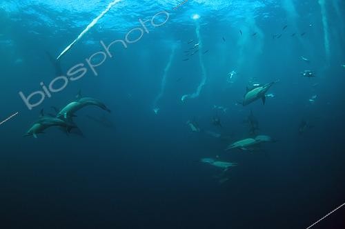 Biosphoto | 2486932 | Long-beaked Common Dolphins (Delphinus capensis) and Cape Gannets (Morus capensis; Endangered, with plumes from diving into school of Southern African Pilchards (Sardinops sagax), Port St. Johns, Wild Coast, Eastern Cape, Transkei, South Africa, Africa, Indian Ocean | &copy; Colin Marshall / Biosphoto