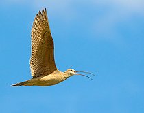 Biosphoto | 2404305 | Long-billed Curlew (Numenius americanus) calling in flight, Goose Lake, Saskatchewan, Canada | &copy; Nick Saunders / BIA / Biosphoto