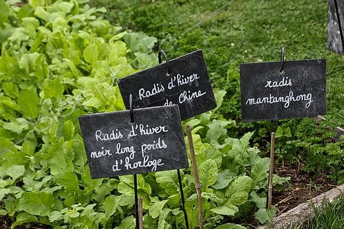 Biosphoto | 2590858 | Long black winter radish Clock weight and Chinese radish or Mantanghong radish, Jardin potager pédagogique du center de l'arche de la nature, Le Mans métropole, Sarthe, France | &copy; Michel Gile / Biosphoto
