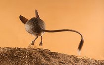 Biosphoto | 2407980 | Long-eared jerboa (Euchoreutes naso) jumps on the sand from the viewer. Original country: Mongolia | &copy; Aleksey Volkov / Biosphoto