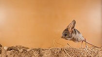 Biosphoto | 2407976 | Long-eared jerboa Euchoreutes naso Long-eared jerboa (Euchoreutes naso) start to move/jump. Photographing animals in a special transparent camera on the territory of the scientific center of the Moscow zoo Original country: Mongolia | &copy; Aleksey Volkov / Biosphoto